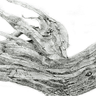 Drift wood study 1969